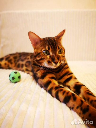 Бенгальские котята