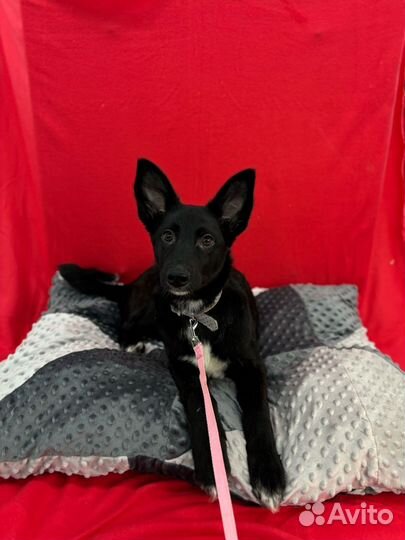 Чёрный щенок