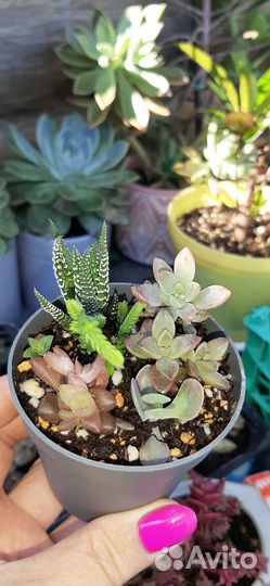 Суккуленты