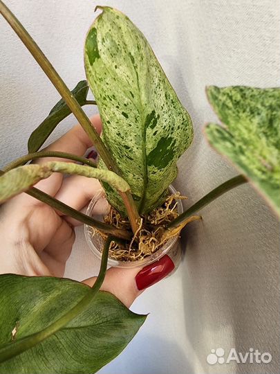 Филодендрон Параисо верде