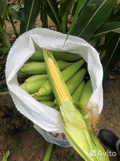 Кукуруза оптом