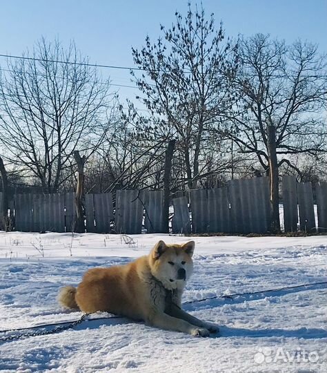 Акита Ину, самец вязка