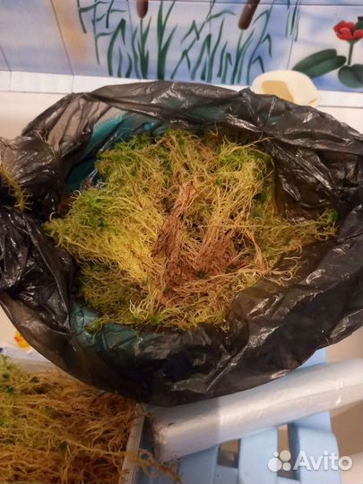 Мох сфагнум живой