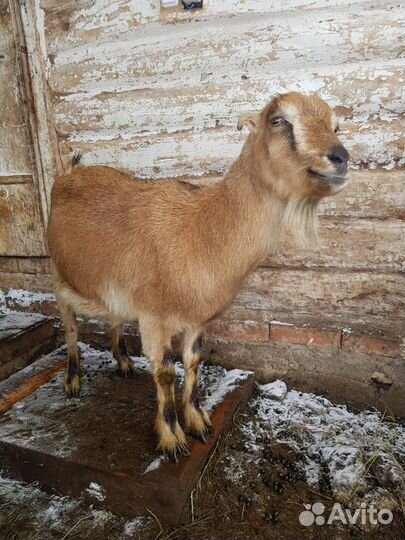 Козы ламанча