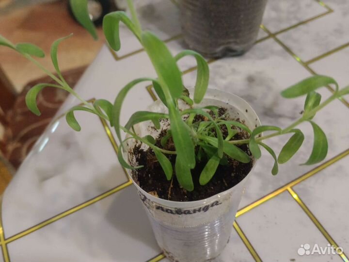 Рассада лаванды