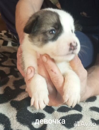 Щенки отдам бесплатно