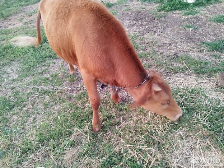 Телочка и свин