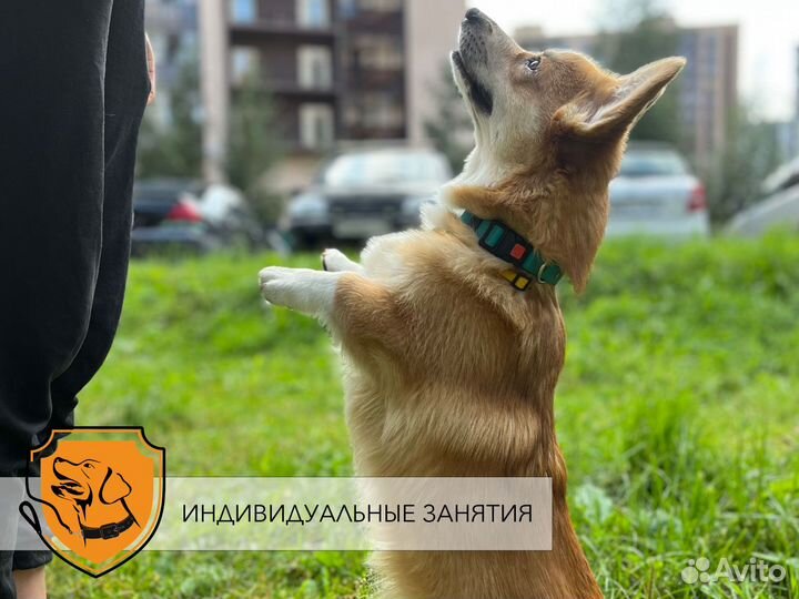 Кинолог СПб, дрессировка собак, передержка собак