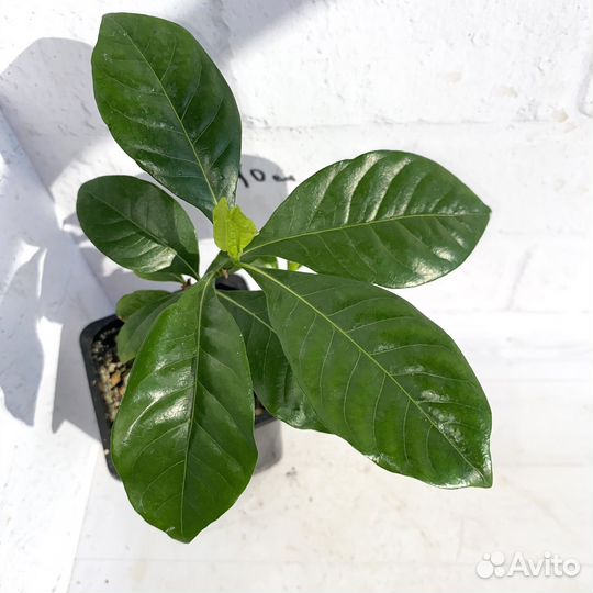 Гардения жасминовидная