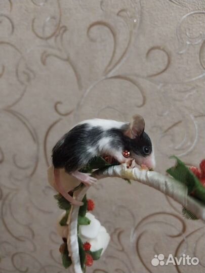 Сатиновые мыши