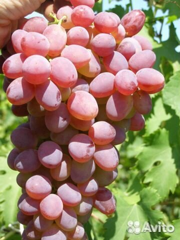 Саженцы винограда