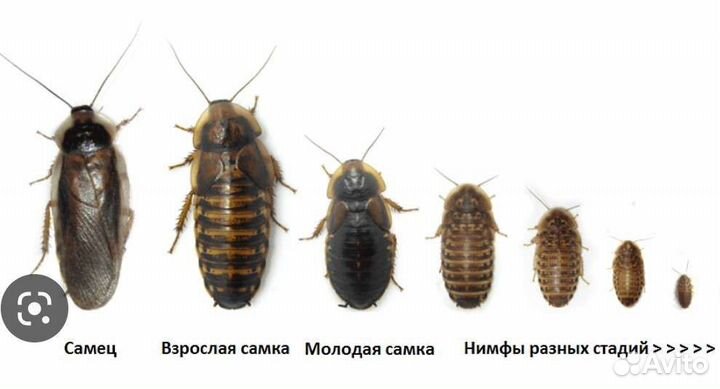 Тараканы блаптика, блаберус, мадагаскарские