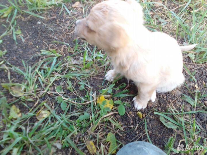 Щенки в добрые руки