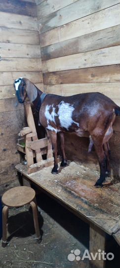 Коза камори