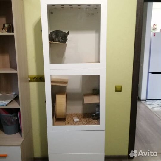 Продам шиншилу вместе с витриной