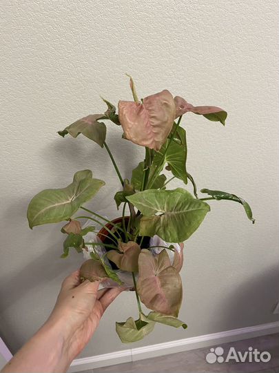 Сингониум неон пинк