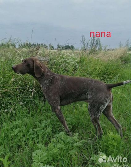 Щенок курцхаара