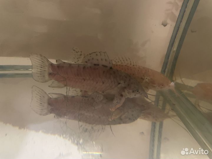 Сом таракатум и сиамский водорослиед