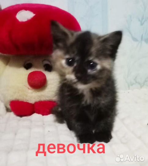 Малыши в поисках дома и своего человека