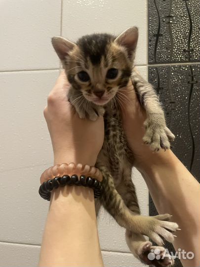 Абикун котята