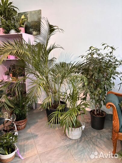 Пальма хамедорея, дипсис, ховея