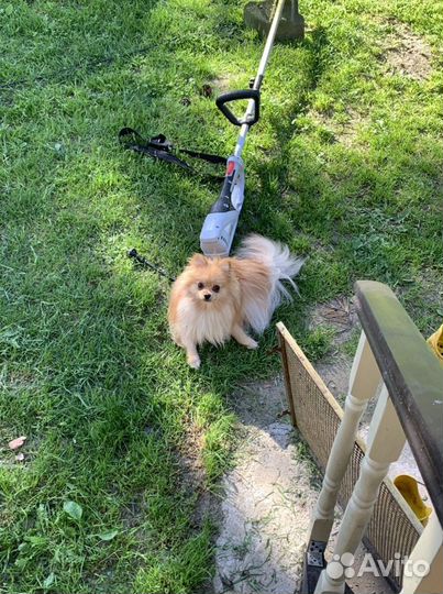 Кобель для вязки шпиц