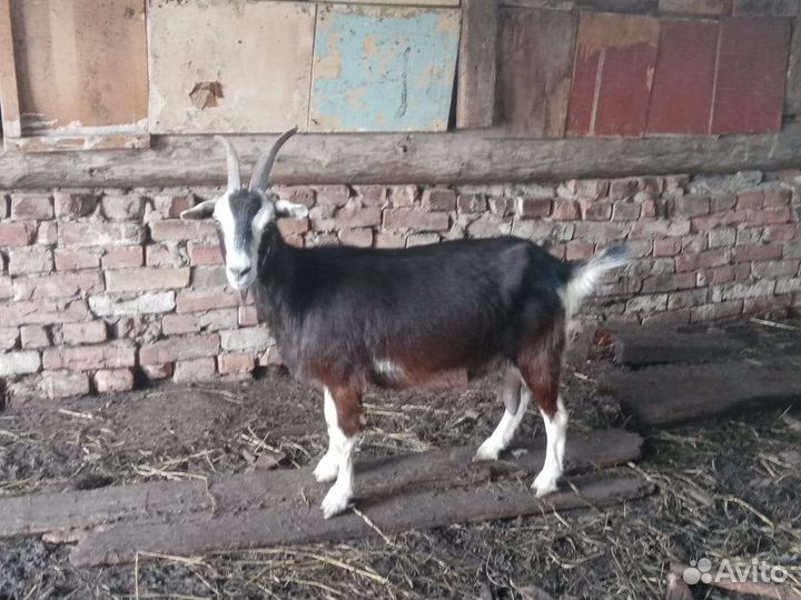 Козы дойные
