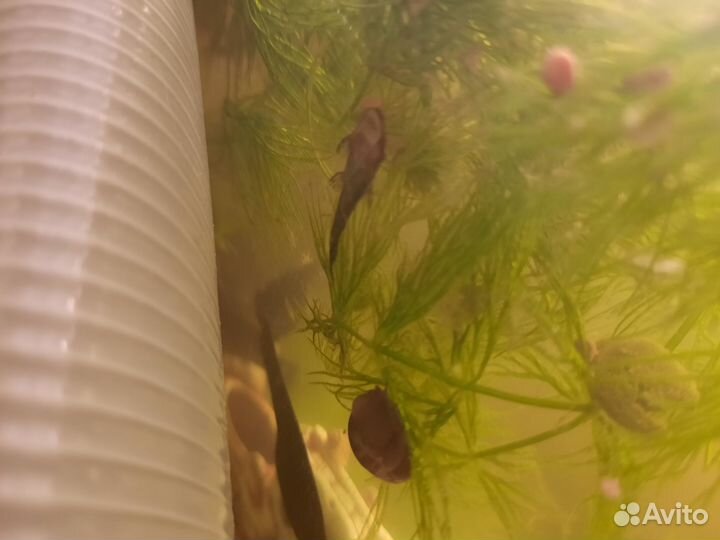 Сомики прилипалы собственного разведения 2 см