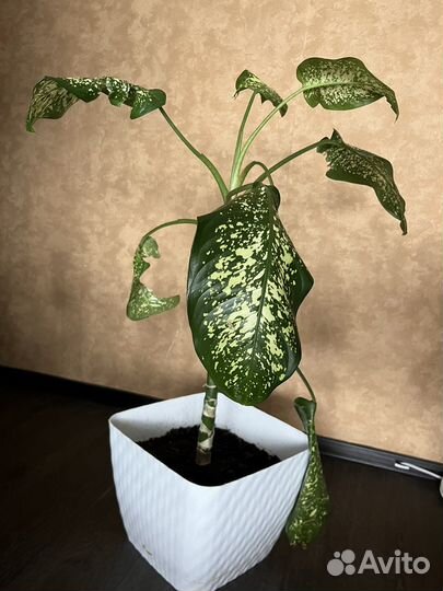 Диффенбахия