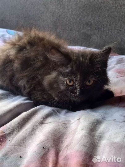 Котенок