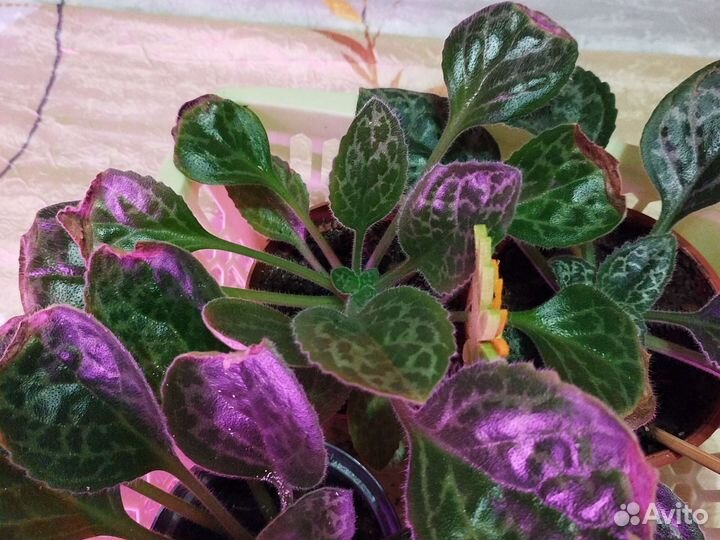 Стрептокарпусы