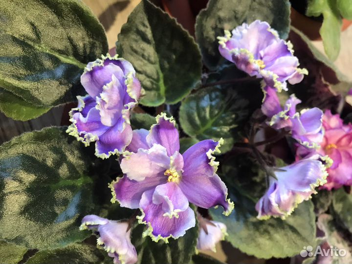 Фиалка листики (черенки)