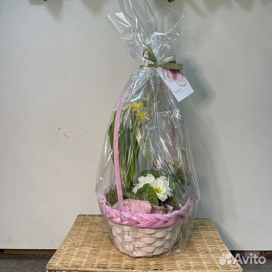 Композиция с нарциссами и примулой