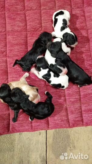 Щенки русского спаниеля