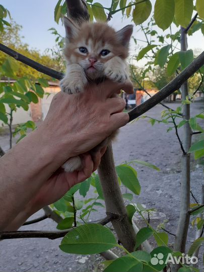 Котята в добрые руки бесплатно мальчики и девочка