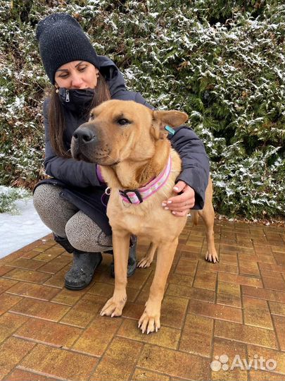 Собака в добрые руки