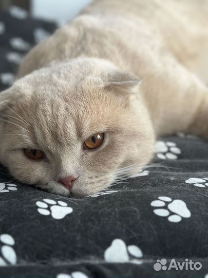 Шотландский кот вязка