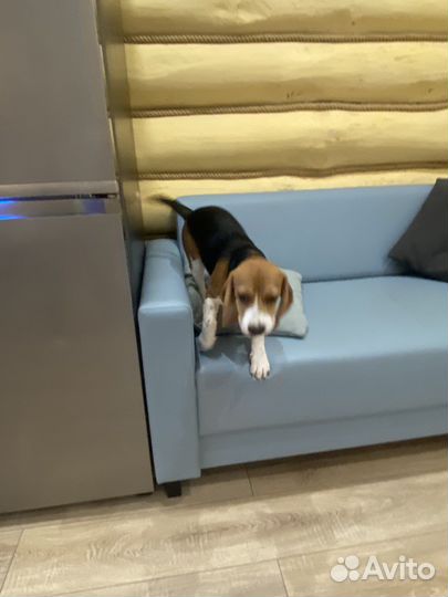 Бигль щенок