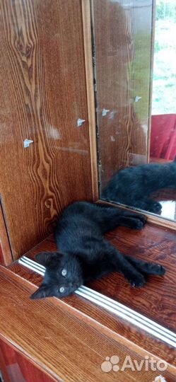 Черный котенок