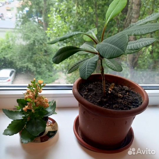 Отдам бесплатно