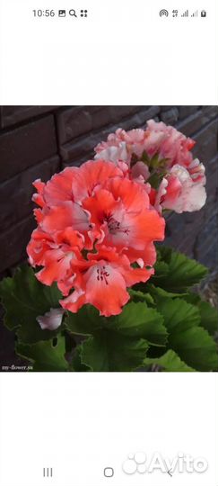 Пеларгония