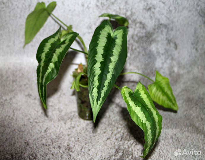 Домашние растения