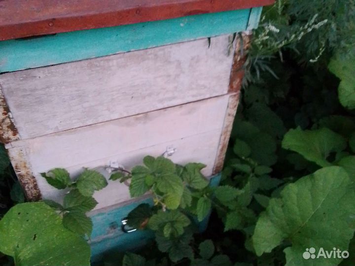 Пчелы и улья карника