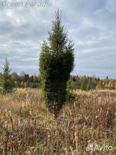 Ель обыкновенная
