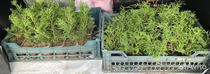 Туи с доставкой / смарагд, Брабант