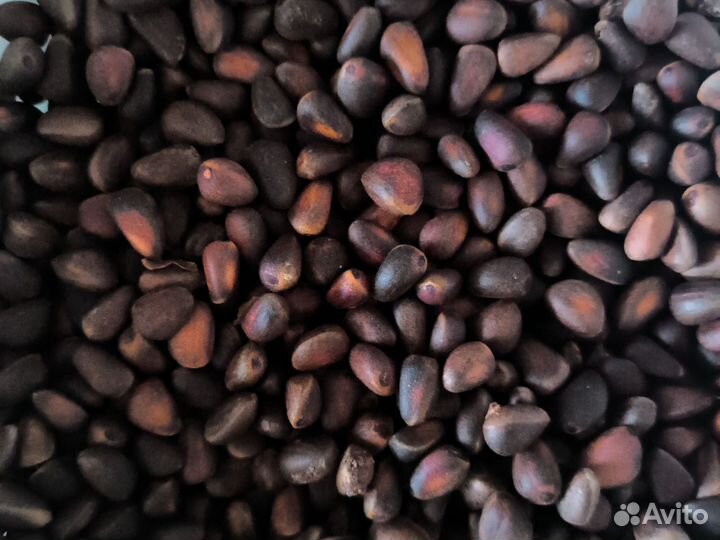 Кедровый орех