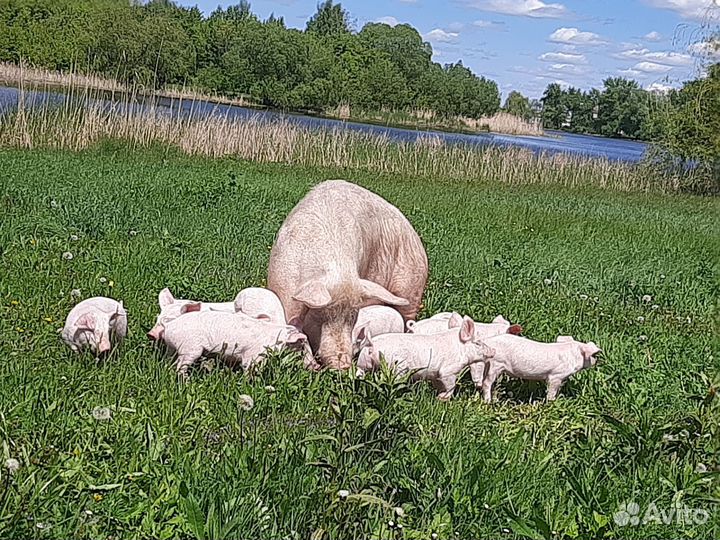Свинья и Поросята
