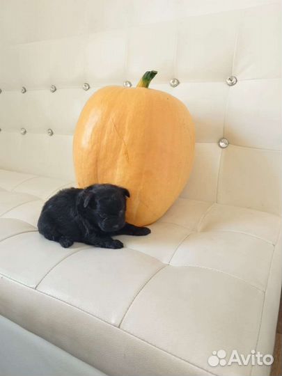 Черный мини мальчик шпица