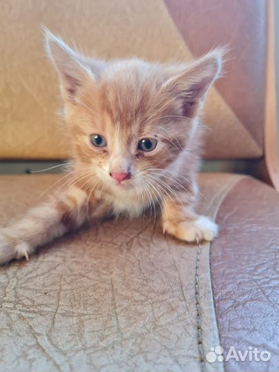 Котенок в добрые руки