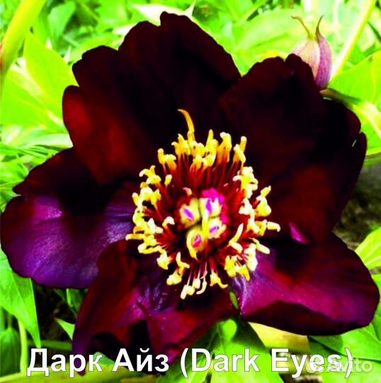 Пионы сортовые полумахровые